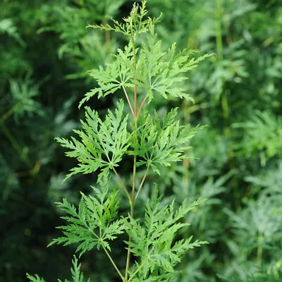 You Garden Acer Palmatum Dissectum 'Emerald Lace' Japanese Maple In A 1.5L Pot • £15.99