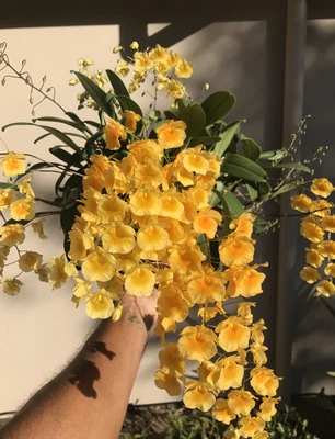 $22 • Buy AAO Orchid-Dendrobium Aggregatum/species