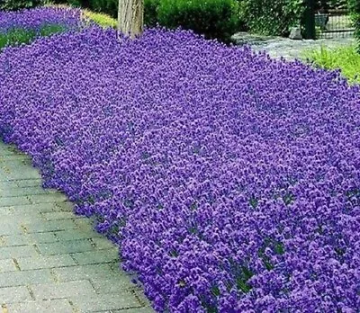 Lavender Munstead Herb Seeds - Garden Seeds - Bulk  • $6.99