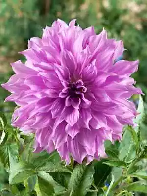 Dahlia Tubers 'Lavender Ruffles' Dinnerplate Sized Blooms • $16.50