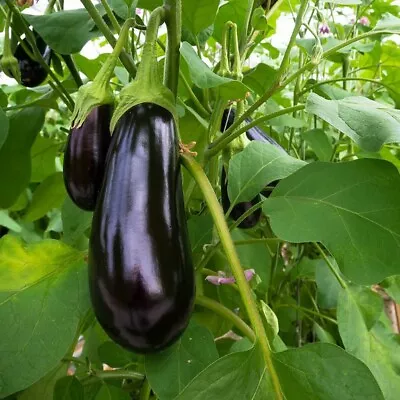 🌼 100% Genuine Aubergine Black Beauty Vegetable Seeds - #1 Quality - FREE Ship • £1.79