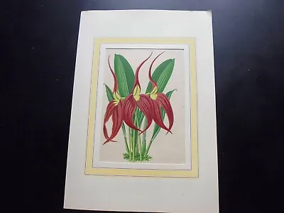 19° Color Engraving: Botany: Masdevallia Harryana • $8.34