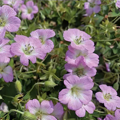 Geranium 'Confetti' XL Plug Plant X 6. Compact Perennial Geranium For Patio Pots • £12.95