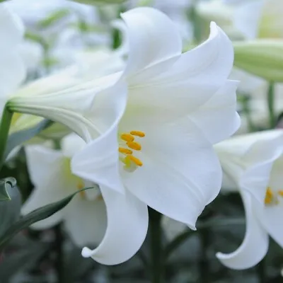 T&M Lily Trumpet Tree Lime Green Easter Lily Garden Flowering Easter Hardy Bulbs • £12.99