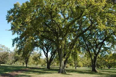 Elm SIBERIAN ELM TREE 72 Seeds! Bonsai GroCo • $0.99