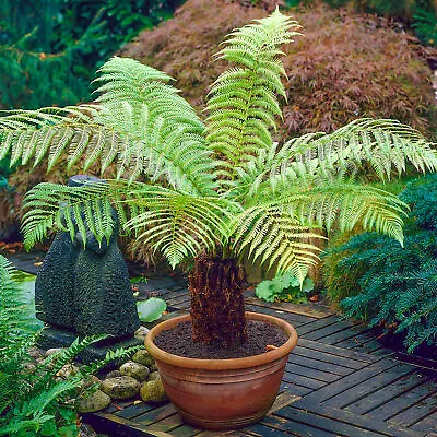 Dicksonia Antarctica Soft Tree Fern Lush Plants Outdoor Garden Ready Hardy Trees • £259.99