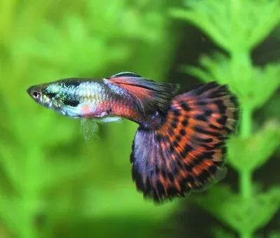 $20 • Buy Blue Ivory Pink Mosaic Guppy Trio