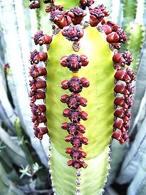 £8.05 • Buy Euphorbia Canariensis Rare Succulent Canary Island Spurge Spanish Cardón 5 Seeds