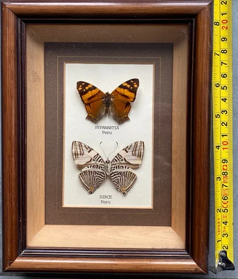 £13.50 • Buy Vintage Framed Glazed Taxidermy 2, Butterflies.