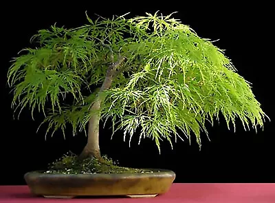 $2.50 • Buy Lace Leaf Japanese Maple, Acer Palmatum Dissectum Tree Seeds (Showy Fall Color)