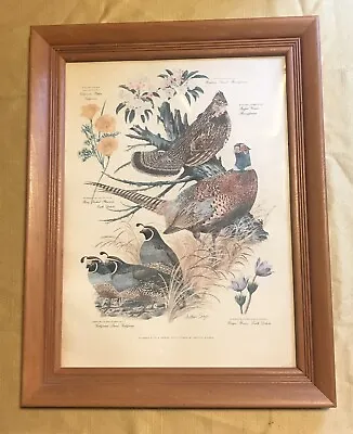 Vintage Arthur Singer Print #3 Quail Pheasant Grouse 9x12 Americana Maple Framed • $25