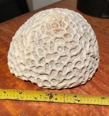 $19.99 • Buy 1.25 Lbs Natural BRAIN CORAL Fossil Specimen Sea Ocean Beach Aquarium 4.5 
