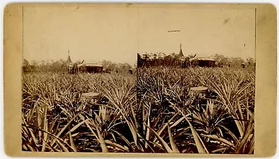 FLORIDA SV - Eustis - Pineapple Field - 1880s • $55