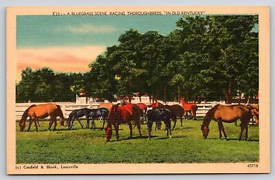 Animal~Bluegrass Scene Racing Thoroughbreds Old Kentucky~Vintage Postcard • $3.70