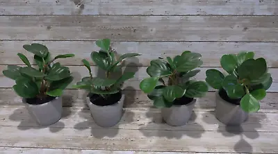 4 Pack 7  Mini Faux Hoya Heart Potted Plant From Hearth And Hand With Magnolia • £15.40