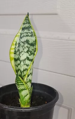 Variegated Mother-in-law's Tongue Plant Dracaena Trifasciata 15cm • $16