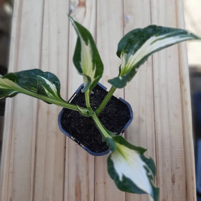 £7.99 • Buy Hosta - Coloured Hulk FREE P&P
