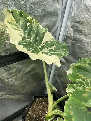 Variegated “mint” Alocasia Macrorrhiza Seedlings • $60