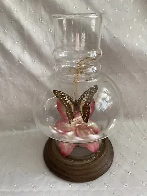 Vtg Real Butterfly Display Taxidermy Mounted Glass & Wood Hurricane Glass Style • $25