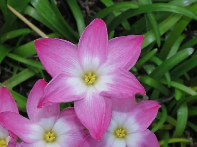 Rain Lily Zephyranthes Labufarosea Lucky All Over 1 Bulb NEW Habranthus • $18
