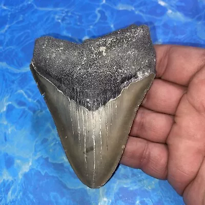 Megalodon Shark Tooth 4.18” Huge Teeth Meg Scuba Diver Direct Fossil Nc 2837 • $16.50