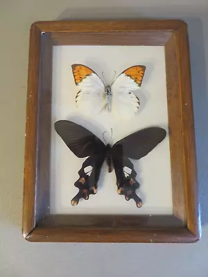 Vintage Real Butterflys Entomology Display Taxidermy Mounted Framed • $39.99