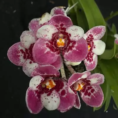 Flowered Select Sarcochilus SP23/256 • $75
