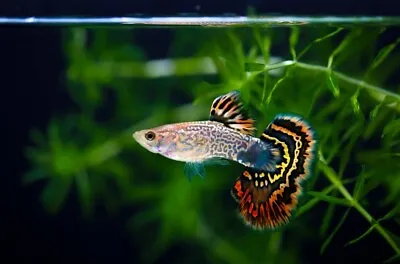 Fancy Guppy Young Adult Breeder High Quality 5 Pairs! (10+ Fish)  • $39