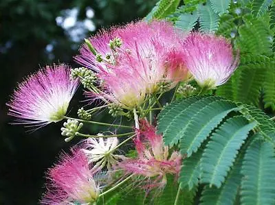 2 Silk Mimosa Tree Fragrant Pink Flowers Albizia 6  Seedling Starter Live Plants • $27.99