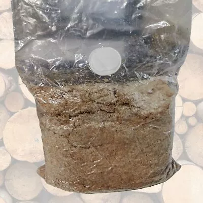 Poplar Mushroom PIOPPINO (Agrocybe Aegerita) For Logs • $41.87