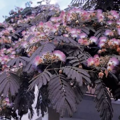 Albizia Julibrissin Summer Chocolate| Mimosa Tree| plug Plant| Perennial • £12.99