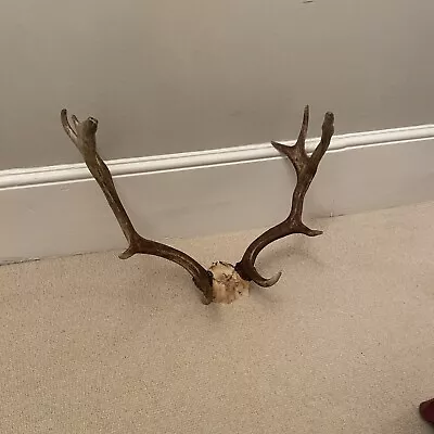 Stag Fallow Deer Antlers With Skull Unmounted No Shield • £55