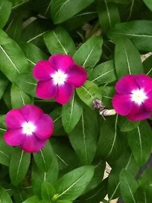 100 Pink DWARF ROSE PERIWINKLE / Vinca Rosea Flower Seeds • $3