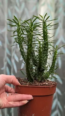 Euphorbia Loricata African Palm Tree Succulent Houseplant In 12cm Pot  • £12.99