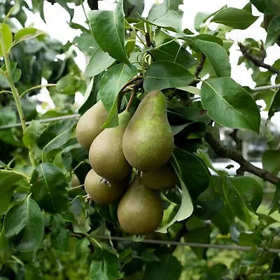 Pear Patio Tree For Garden 'Conference' (Quince A) Dessert Pears Pyrus Communis • £39.99