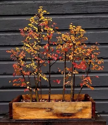 10 + 1 Free Chinese Lacebark Elm - Bare Root - Bonsai Or Landscape • $100