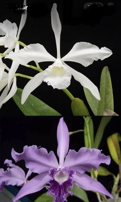 $25 • Buy Primary Hybrid -  C. Purpurata Alba X C. Lobata Coerulea NFS