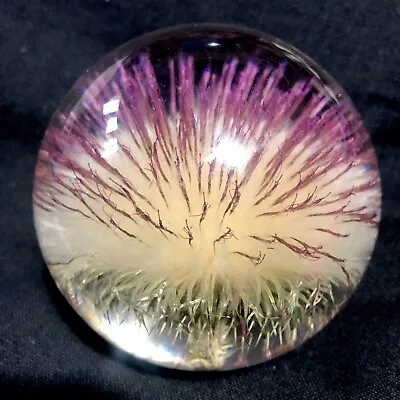 £25 • Buy 1998 Hafod Grange Large Pink Thistle Dried Seed Head Lucite Paperweight