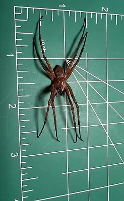 Florida Huntsman Spider Wet Specimen Oddities Taxidermy Mummified #1 • $15