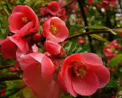 Chaenomeles Japonica / Japanese ( Maule's) Quince Tree40-60cm Tall • £9.99