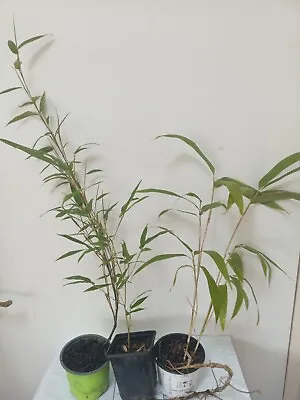 Winter Hardy Bamboo  Potted Plant 9cm Pot Healthy Live Screen 3 X 30 To 50cm.  • £21.50