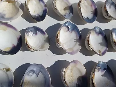30 Half Shells Of Marthas Vineyards Finest Wampum Quahog Shell   • $10
