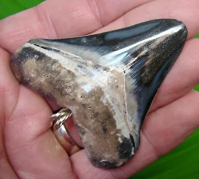 MEGALODON SHARKS TOOTH NECKLACE - 2 & 3/4 In.  BONE VALLEY - SHARKS TEETH  • $99