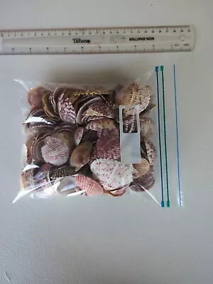 Quart Size Bag Of Scallop Shells • $10