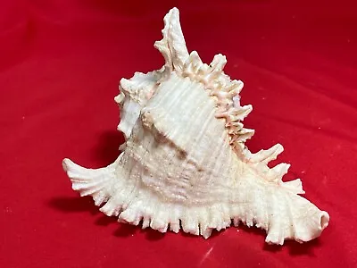 Murex Shell 6 X4 X3  Chicorcus Ramosus Pink Spiney Aquarium Seashell Beach Decor • $24.99