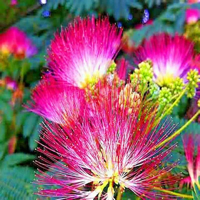 Mimosa Tree Seeds (Albizia Julibrissin) Persian Pink Silk Flower Plant Bonsai • $6.89