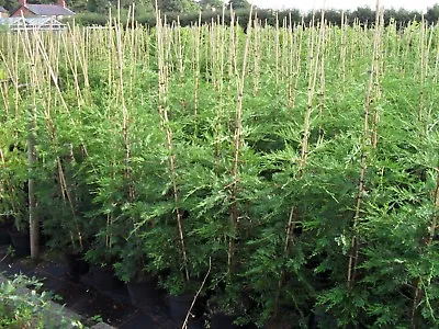 LEYLANDII-3ft 4ft 5ft 6ft 7ft 8ft EXACT SIZE QUALITY TREES FROM THE GROWERS • £8.45