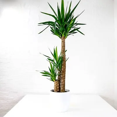 Yucca Plant (Yucca Elephantis) | 110-140cm | Pot Size 24cm • £64.99