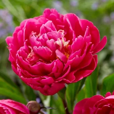 Karl Rosenfield Peony Perennials Flowering Plants Paeonia Lactiflora 4L Pot • £32.99