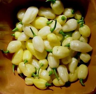 Peruvain White Habanero Pepper Seeds!  - Comb. S/H SEE OUR STORE! • $2.99